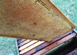 product-IMG_20190713_210544